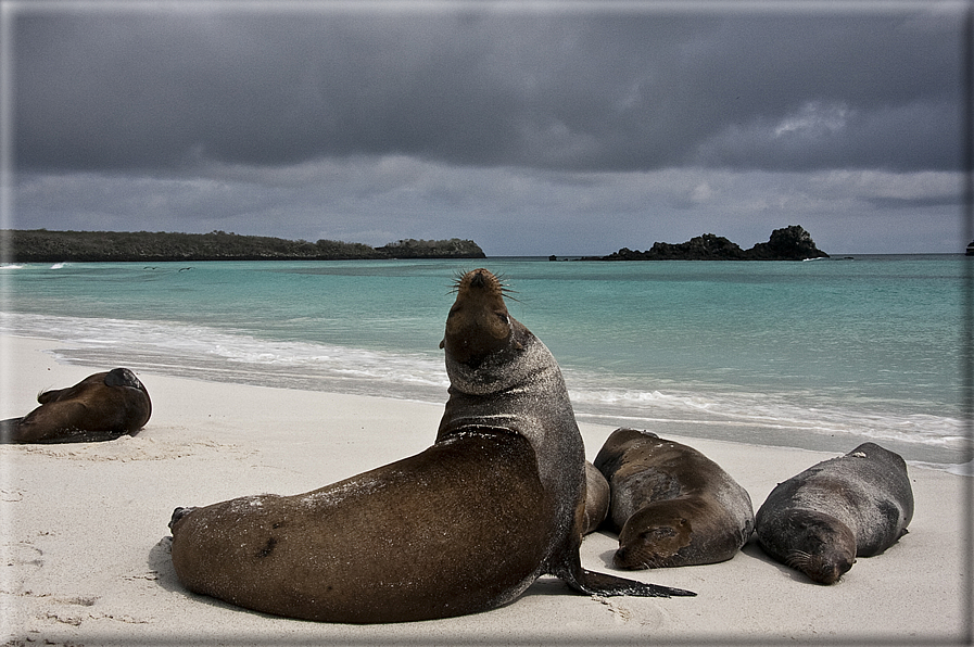 foto Flora e la fauna della Isole Galapagos